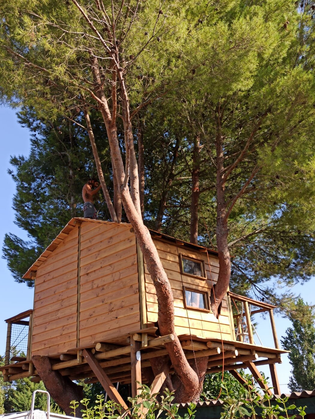 Cabane familiale en bois perchée dans les pins